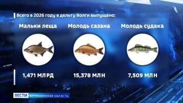 Астраханская область на 115% перевыполнила госзадание по воспроизводству ценных промысловых рыб