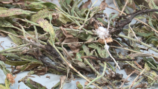 В астраханском посёлке обнаружили очаг горчака ползучего