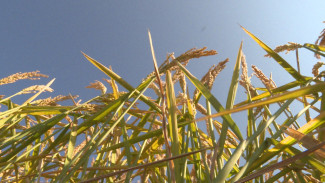 В Астраханской области собирают урожай риса