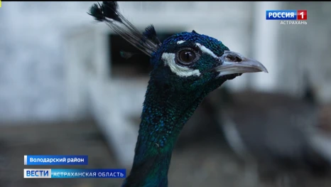 Эму и павлины обитают в домашнем хозяйстве у астраханца