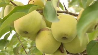 Под Астраханью в "Килинчинских садах" приступили к сбору поздних яблок 