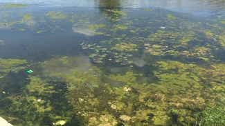 В Астрахани вода в каналах зацвела раньше времени
