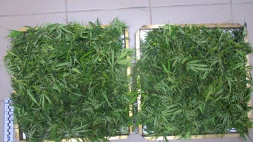 Астраханская транспортная полиция ликвидировала 250 кустов конопли