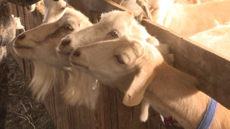 Под Астраханью семейная ферма производит натуральные молочные продукты