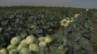 Астраханские овощи для борща: начиная с грядки и заканчивая рынком