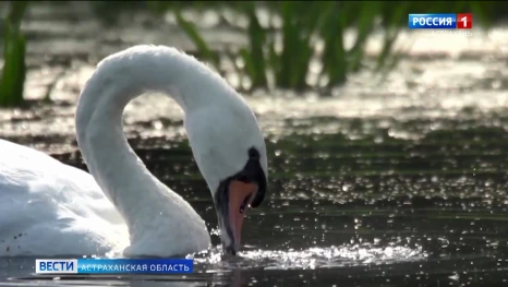 Астраханцам рассказали об Астраханском биосферном заповеднике