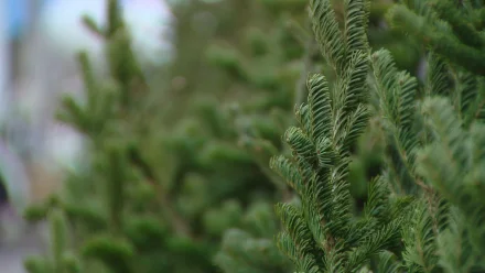 В Астрахани ёлочные базары откроются в более 20 местах