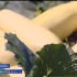 В астраханских полях поспели кабачки размером с тыкву