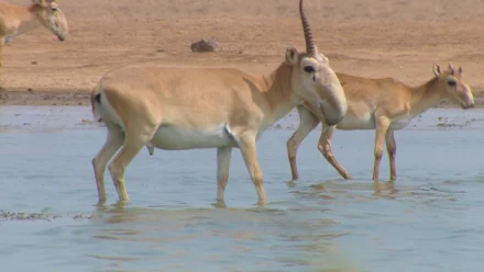 В Астраханской области прогнозируют значительный рост численности сайгаков