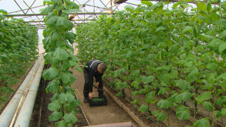 В астраханской колонии проходит сбор урожая огурцов