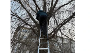 В Астрахани спасатели помогли подростку слезть с дерева