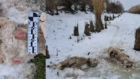 Астраханская полиция напоминает: незаконный оборот рогов сайгака – уголовно наказуем