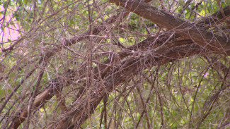 Жители Астрахани жалуются на аварийные и сухие деревья 