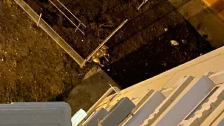 В Астрахани полиция высняет обстоятельства гибели собаки, выброшенной из окна квартиры