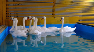 Птицы с Лебединого озера в Астрахани отправились на зимовку