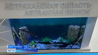 Делегация из Астраханской области принимает участие в Петербургском международном экономическом форуме
