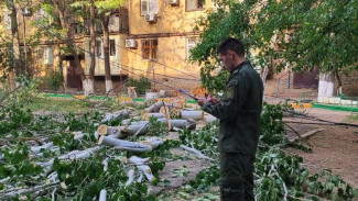 В Астрахани семилетняя девочка получила травмы в результате падения дерева