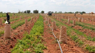 В Астраханской области направлено около 1 млрд рублей на поддержку фермеров