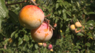 В астраханских садах созрела греческая слива