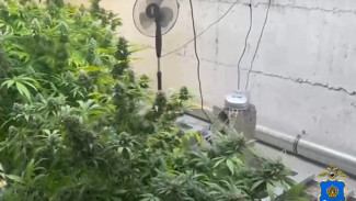 Под Астраханью обнаружили подпольную наркоферму