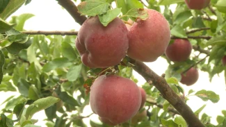 Астраханские учёные спасли первоцвет яблок после заморозков с помощью специального препарата