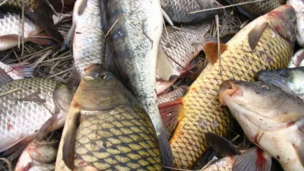 Астраханца обвиняют в незаконной добыче почти 100 кг рыбы