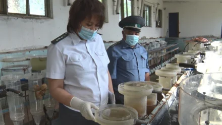 Россельхознадзор проверил прудовые хозяйства Астраханской области