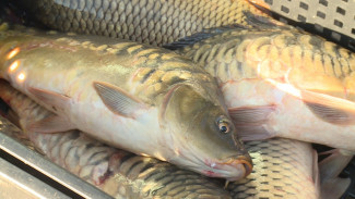 Под Астраханью придумали технологию «рыбосевооборота»