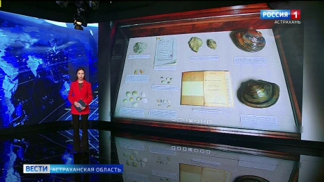 В Краеведческом музее Астрахани открылась выставка «Мир ископаемых и современных моллюсков»