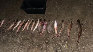 Астраханские полицейские за выходные выявили 9 фактов незаконного оборота водных биоресурсов