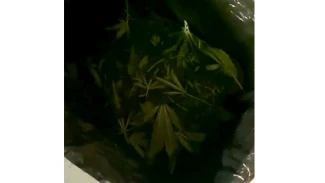 В Астрахани наркосбытчик вырастил каннабис и продал подставному покупателю