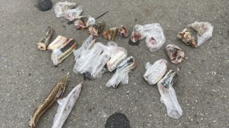 Астраханец провозил краснокнижную рыбу в своём автомобиле