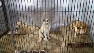 В Астрахани начнут работать частные приюты для бездомных собак