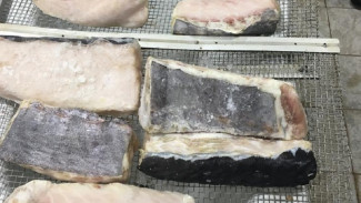 В Астрахани осудили группу людей за незаконный оборот осетровых