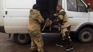 Глава Астрахани поручила круглосуточно принимать заявки на отлов собак