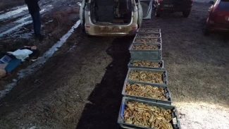 Под Астраханью пограничники изъяли более 10 тыс. раков у ростовчанина