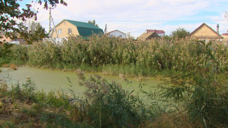 Камыши на одной из улиц Астрахани создают опасность для жителей