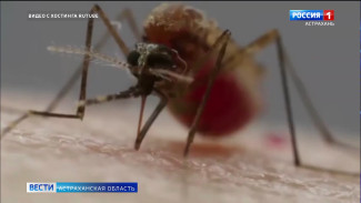 Скоро астраханцы смогут бороться с комарами с помощью ИИ