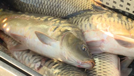 Под Астраханью придумали технологию «рыбосевооборота»