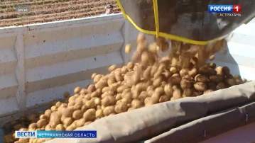 Астраханская область планирует увеличить до 98 тыс. гектаров сев сельхозкультур 