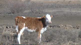 Астраханский фермер ожидает прирост поголовья коров благодаря господдержке