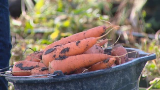 В Харабалинском районе собирают большой урожай моркови