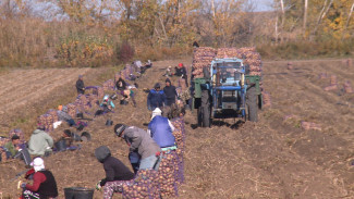 В Астраханской области завершается уборочная кампания