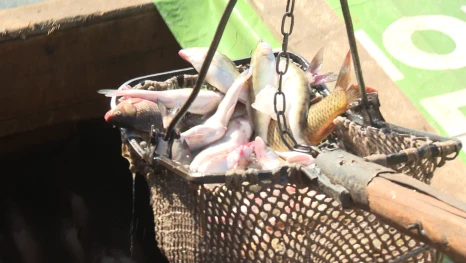 Астраханские промысловики выловили 30,7 тыс. тонн рыбы в 2025 году