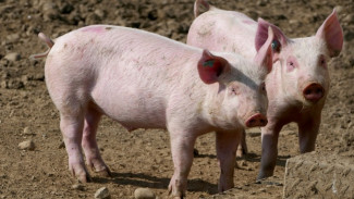 В Ахтубинском районе зафиксировали вспышку африканской чумы свиней