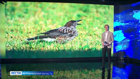 В Астраханский заповедник прилетела гостья из Сибири