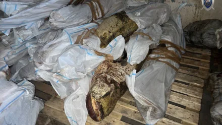 В Астрахани осудили гендиректора фирмы за хранение более 117 тонн немаркированной рыбы