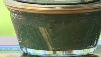 В Астрахани презентовали изумрудную икру