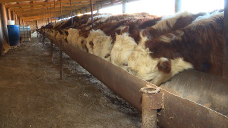 Астраханское хозяйство подготовилось к зимовке скота благодаря господдержке