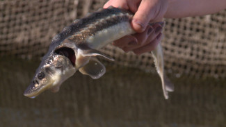 8 миллионов икринок: астраханская осетровая ферма установила рекорд